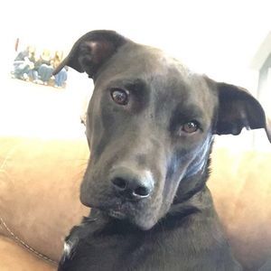 Meet your Posher, Judy